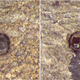 Left: The gall wasp with its head stuck in the hole. Right: The head with a hole where its parasitoid emerged. (Credit: Egan Lab/Rice University)